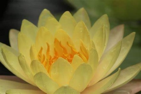Gelbe Lotusblüte